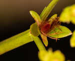 Roundpod St. Johnswort